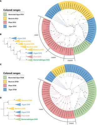 Differential roles of Cassia tora 1-deoxy-D-xylulose-5-phosphate synthase and 1-deoxy-D-xylulose-5-phosphate reductoisomerase in trade-off between plant growth and drought tolerance